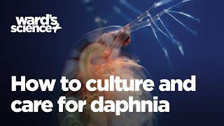 Caring and Culturing for Daphnia [upl. by Novello109]