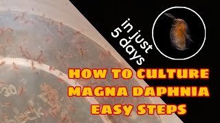 How to Culture Magna Daphnia Easily [upl. by Wendall]