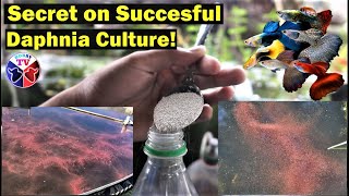 How to Culture Daphnia Successfully [upl. by Imot]