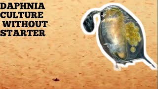 HOW TO CULTURE DAPHNIA NATURALLY WITHOUT A STARTER [upl. by Annayk]