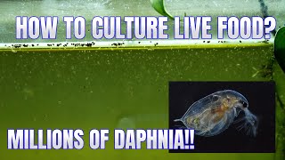 How to Culture Daphnia Secret Method to Breed MILLIONS  Simply Aquatic [upl. by Anica742]