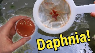 How I Culture Daphnia In Outdoor Tubs [upl. by Skutchan]