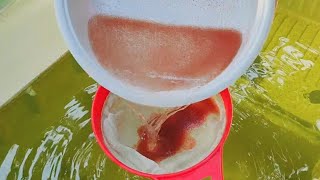 How to culture daphnia  Daphnia culture  How to grow daphnia outdoor [upl. by Ettelocin]