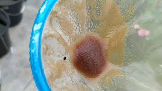 How to culture daphnia moina in a small container Part 1 English Subtitle [upl. by Niltiac]