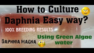 Daphnia MagnaHow to Culture Daphnia Easy wayCulturing Daphnia using Green water Daphnia [upl. by Assirialc546]