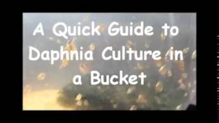 How to culture daphnia outside [upl. by Magdala651]