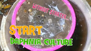 How to culture daphnia moina the easy way 1  Starting the Daphnia culture [upl. by Etiragram]