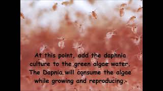 Daphnia  How to grow daphnia in your home [upl. by Anyaj]