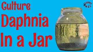 How to Culture Daphnia in a Jar [upl. by Rollie]