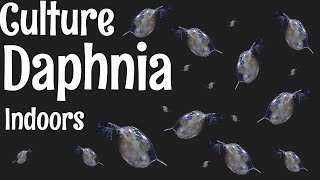 How to Culture Daphnia [upl. by Bernardi]