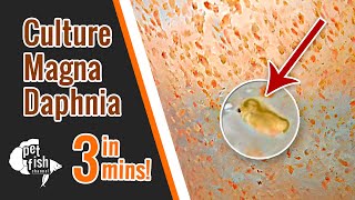 How to culture DAPHNIA MAGNA  The easy way [upl. by Airbmac]