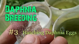 Daphnia Culture made simple and easy 3  Hatching Daphnia eggs [upl. by Bambie]