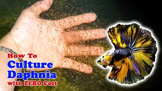 How to Culture Daphnia with ZERO Cost  Unlimited Live Food For Our Fish [upl. by Aehsan]