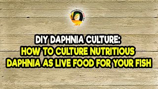 DIY Daphnia Culture How to Culture Nutritious Daphnia as Live Food for Your Fish [upl. by Ecyoj821]