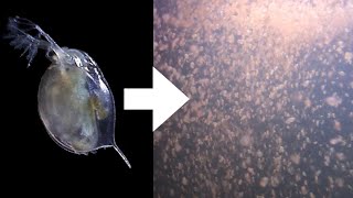 How I Culture Daphnia [upl. by Mroz]