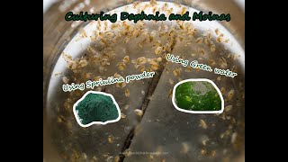 How To Culture Daphnia and Moinas using Green Water Spirulina powder [upl. by Hessler501]