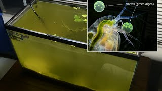 Raising Daphnia for the Freshwater Aquarium [upl. by Aicelef]