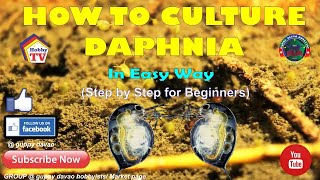 HOW TO CULTURE DAPHNIA In Easy Way [upl. by Bobbe]